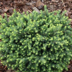Smrek balkánsky (Picea omorika) ´KAREL´ – výška 10-20 cm, kont. C2L